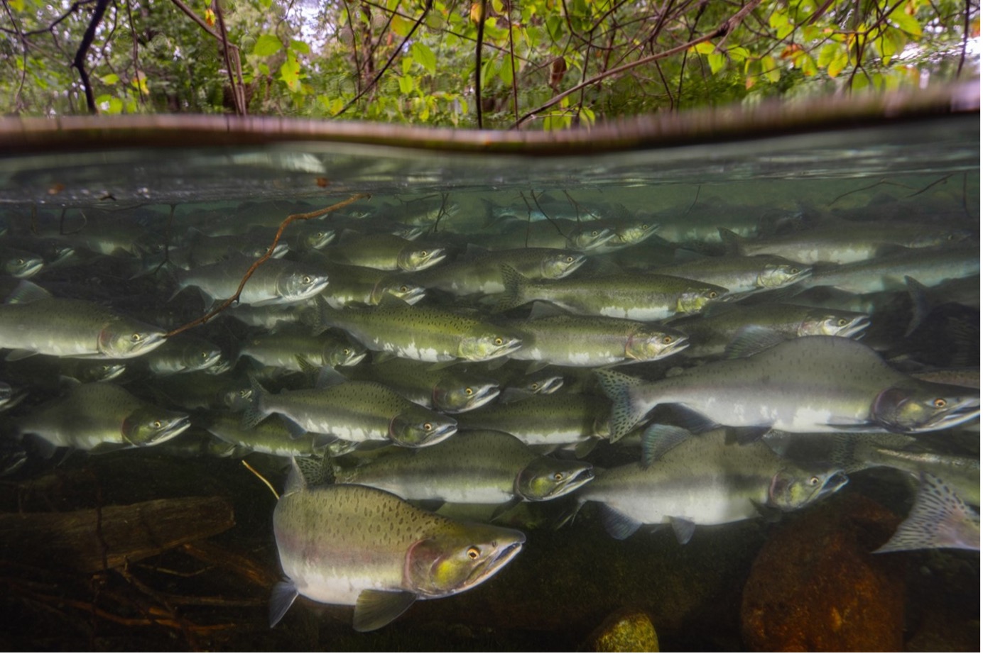 Fish in schools swim easier in rough waters | Department of Organismic ...