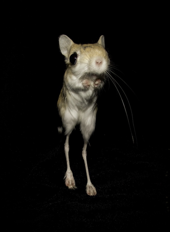 Unpredictability Boosts Survival For Bipedal Desert Rodents ...