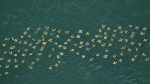 A large group of cownose rays migrate along the coast of Cumberland Island, GA on March 25, 2017.  Photo Credit:  Florida Fish and Wildlife Conservation Commission (FWC)