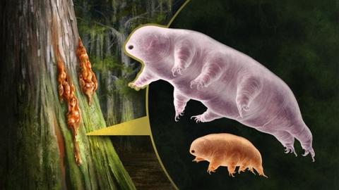 Artistic reconstruction of the two fossil specimens. by Anthony Franz. copy