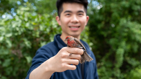 Bohao Fang holding a house finch during a field study trip in Kirtland, New Mexico.  Photo by Kelsie Lopez.png