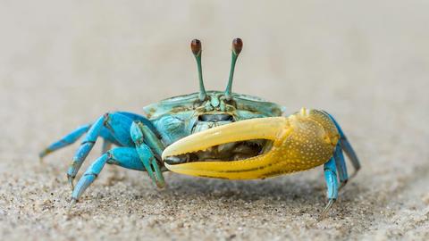 A blue crab with a yellow claw. Image by Lee Foong Lee_Alamy Stock Photo