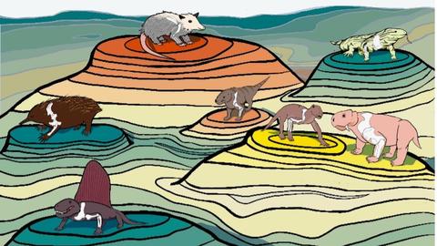 The adaptive landscape of posture evolution in mammals and their ancestors. Living and fossil species with sprawling vs upright postures occupy different adaptive peaks. Credit: Magdalen Mercado