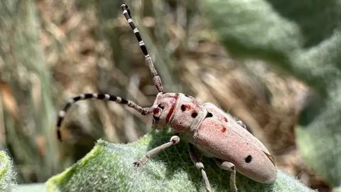A milkweed beetle (Tetraopes pilosus) on its equally fuzzy sand milkweed hostplant (Asclepias arenariad) in the midwestern United States | photo by sangil kim ’15, Ph.D. ’23; student of professor farrell
