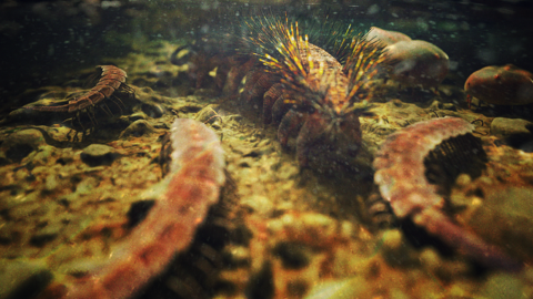Reconstruction of lobopod Palaeocampa anthrax. Original artwork by Christian McCall