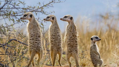 Meerkat family. Nature Picture Library