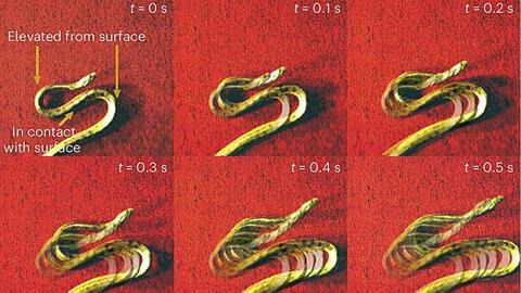 S-start of juvenile anaconda (E. notaeus) on a red synthetic turf. Credit: Nature Physics (2025). DOI: 10.1038/s41567-025-02835-7
