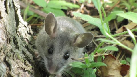 The Peromyscus maniculatus lives in densely vegetated prairies.  Dawn Marsh/Creative Commons