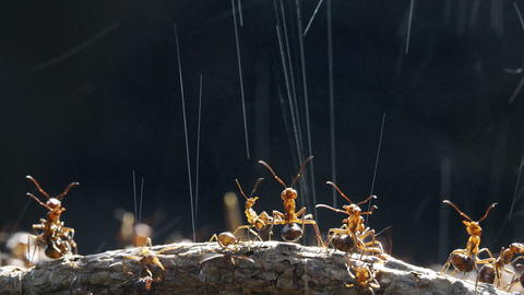 Wood Ant (Formica rufa) workers on top of their nest synchronise ejection of formic acid droplets to maximise deterrent effect on potential predator, UK. Kim Taylor/naturepl.com