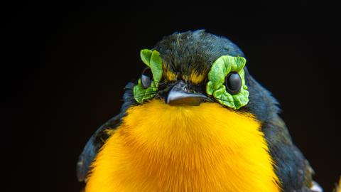 Jonathan Schmitt image of bird