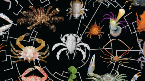 Crabs in a phylogeny circle