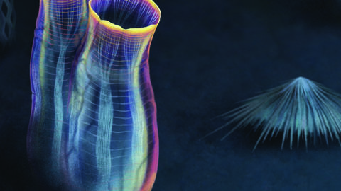 Artistic reconstruction by Franz Anthony of Megasiphon thylakos, a 500myo tunicate
