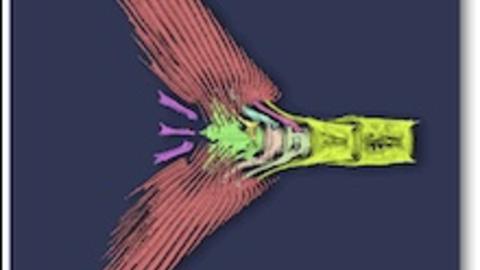 Drawing of fish tail from Lauder lab