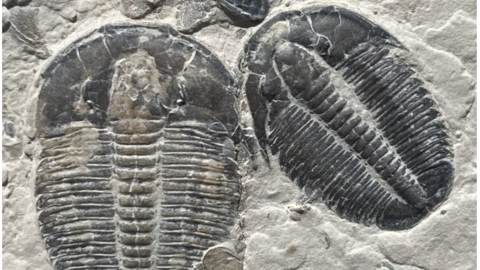 Fossil of Elrathia kingi from the Wheeler Shale