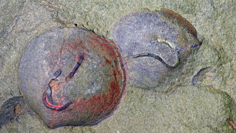 Fossils of the bivalve mollusk Babinka with colorful squiggles