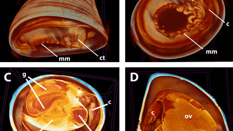 External anatomy (A,B) and digital section to visualize internal anatomy (C,D) of Pectinodonta nautilus