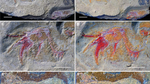 colorful fossils