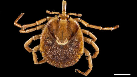 A Shocking Host: Museum Specimen Reveals First-Ever Tick