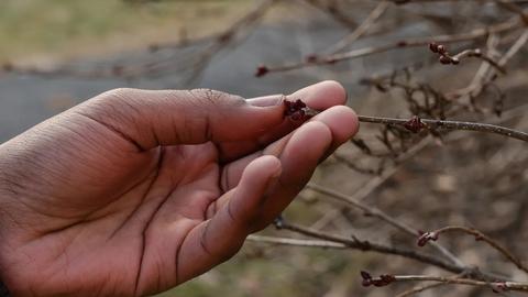 hand holding a twig on a tree