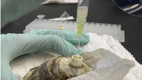 gloved hand holding an oyster while collecting microbe-filled fluid from a catheter