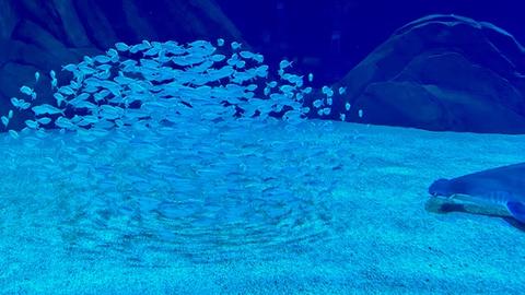 A school of fish evading a shark