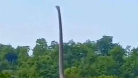 Snake standing erect on the ground