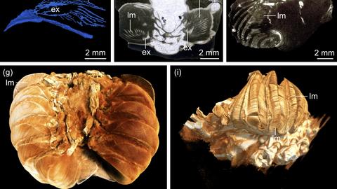 collage of gill morphology in aquatic arthropods