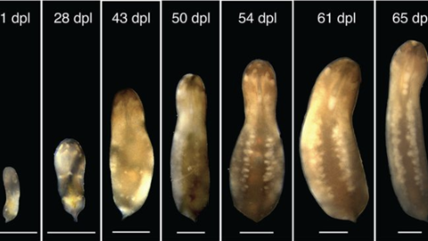  Key reproductive developments illustrated for the three-banded panther worm