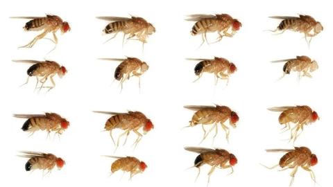 rows of the fruit fly drosophila