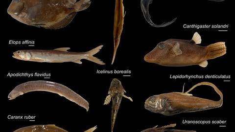 An array of ray-finned fish specimens used in the study. Credit: Rodrigo Figueroa