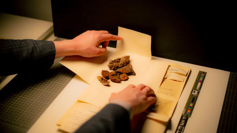 Researcher digitizing fungi at the Royal Botanical Garden in Kew