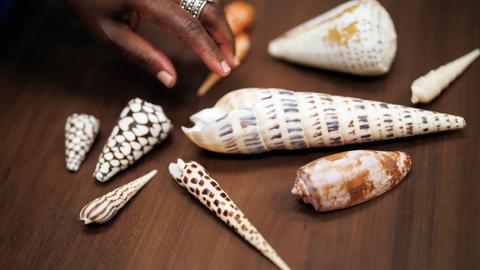 A hand among a collection of mollusks shells from the MCZ at Harvard