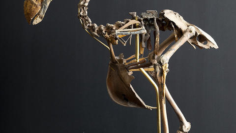 Dodo (Raphus cucullatus) articulated skeleton. Photo by Tony Rinaldo.