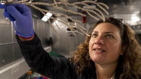 Woman wearing gloves and touching a sea urchin