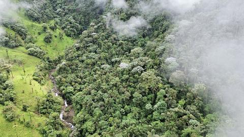 Aerial image of farmland for dairy cattle next to a surviving forest patch (photo by Dawson White)