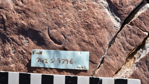 Uncus dzaugisi fossils preserved on LV-FUN bed at Nilpena Ediacara National Park. Credit: Gene Oh