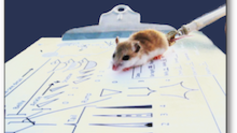 Image of a mouse on a clipboard