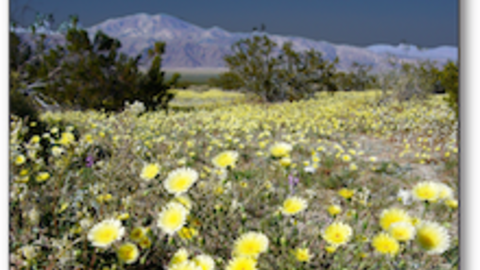 Image of a field with flowers