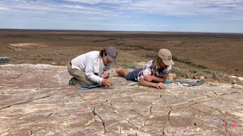 Authors Scott Evans and Ian Hughes mapping Uncus specimens on a fossil bed surface at Nilpena Ediacara National Park. Credit: Gene Oh