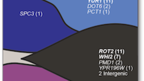 Desai Research graph