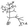 Charles Darwin's sketch of the tree of life from 1837