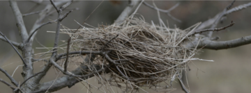 How do birds nest stay together_L. Mahadevan PNAS study. Birds Nest