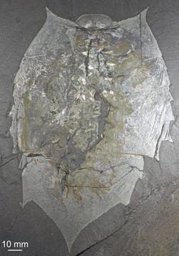 Holotype of Helmetia expansa USNM 83952, dorsal view. Image courtesy of Jean-Bernard Caron and Sarah Losso