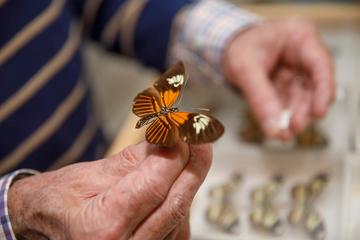 James Mallet displays a Heliconius elevatus specimen. Credit- Kris Snibe