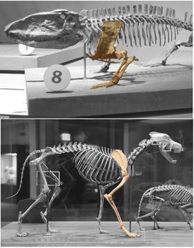 The sprawling-upright transition; an early forerunner of mammals, Ophiacodon, and a modern mammal, a dog. Credit: Kenneth Angielczyk