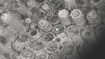 spectroscopy image of Palaeocampa's spines