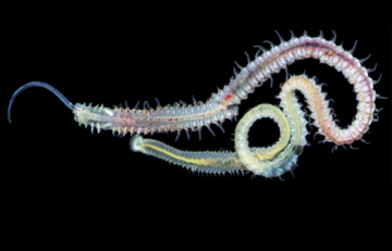 Adult spionid polycheate - a parasitic sea worm