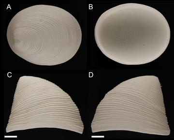 External morphology of Pectinodonta nautilus's shell from various angles
