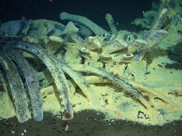 Whale bones covered in a chemosynthetic microbial mat (yellow). Credit: Craig Smith/ NOAA