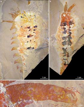 500 million year old chelicerate fossil
